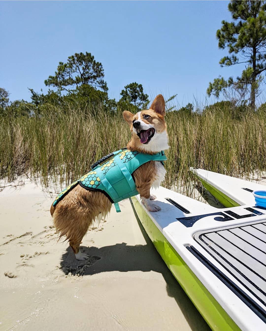 Sandy paws and good company