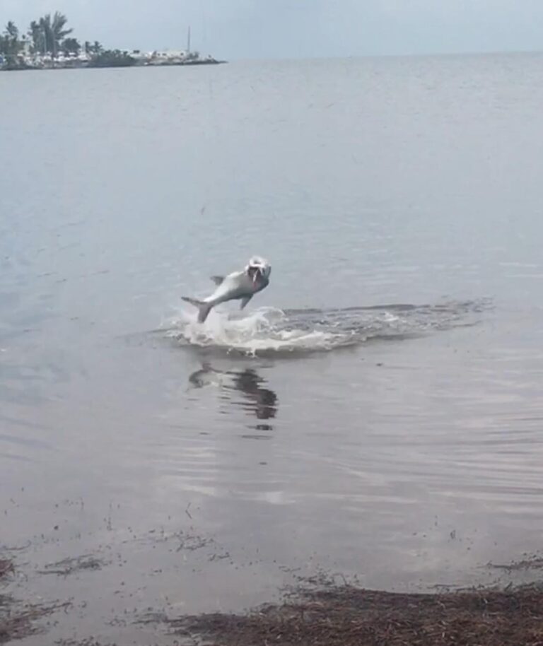 Air Tarpon caught with a  !