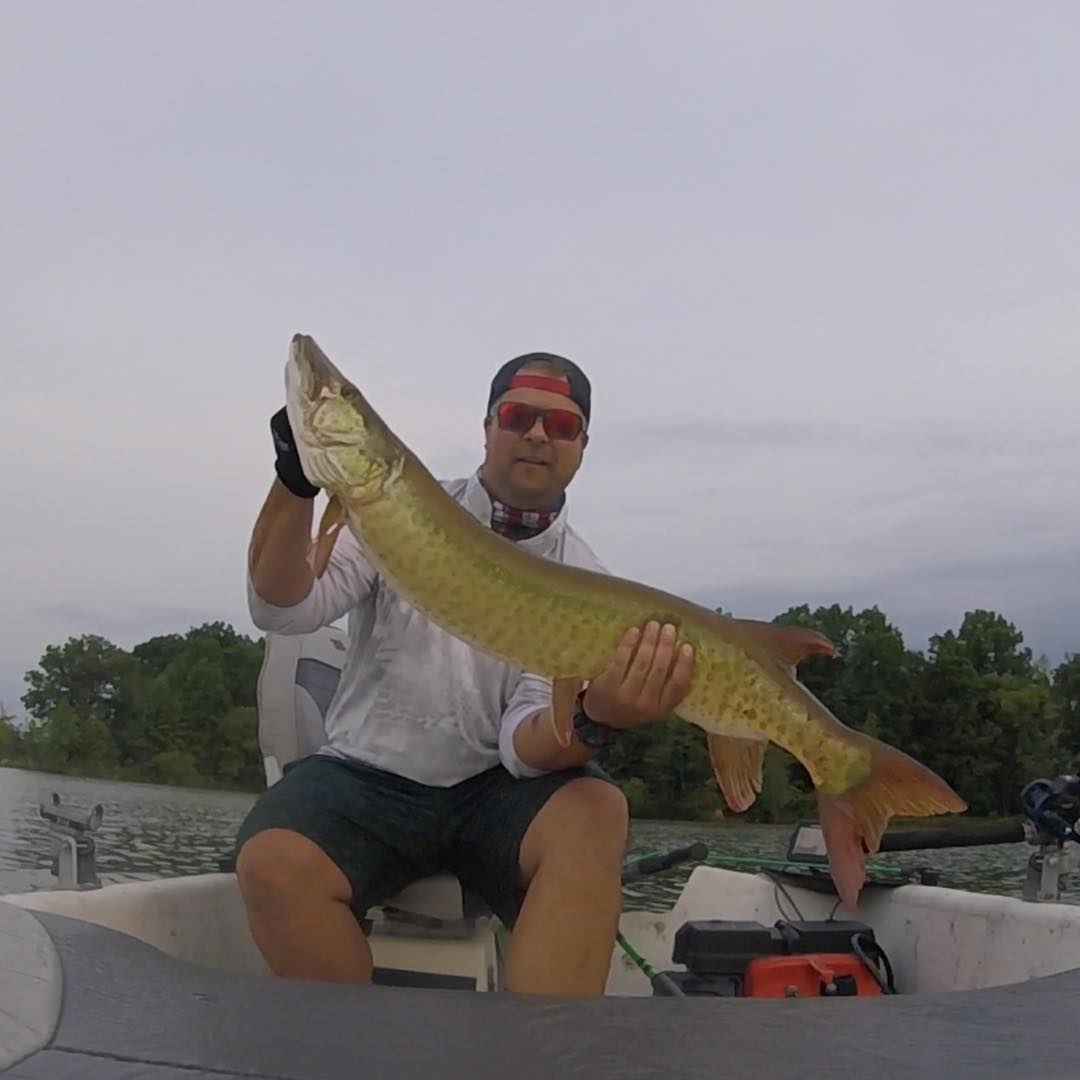 My PB musky!!! 45.5 inches!! LFG!!!