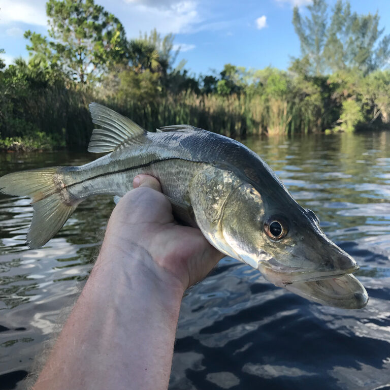 This little snook was the best thing ever after my sunken outboard fiasco yester