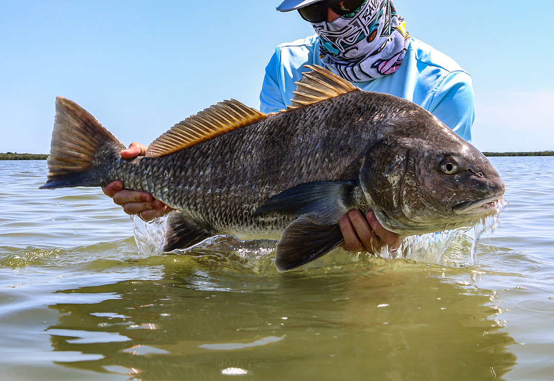 From snook to black drum and more today  .
.