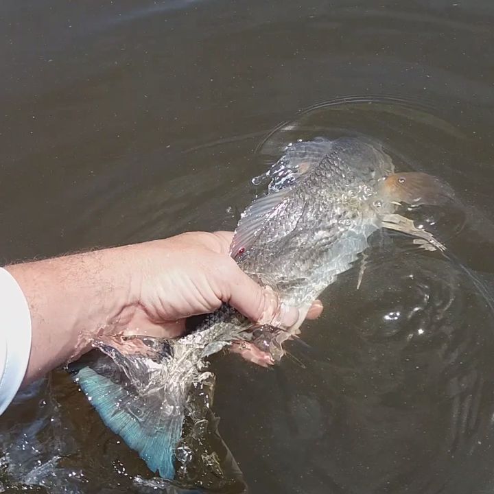 Letting another Redfish go!!! Look at how cool that tail is.