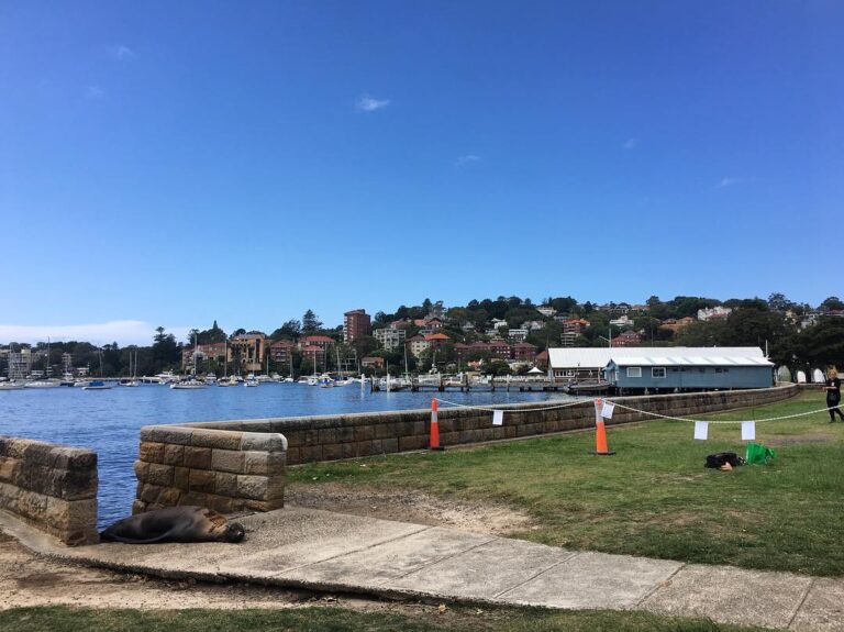 Good morning, Sydney! The  has the    the Seal has decided to join us today. Hav