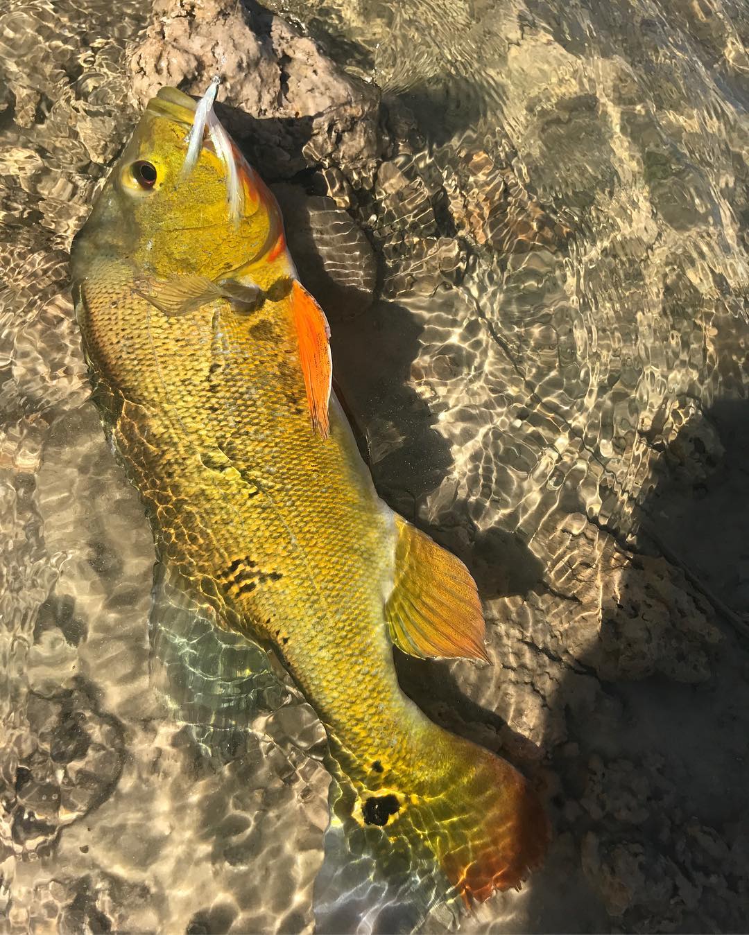 Beautiful Peacock Bass eating the white mullet fly!