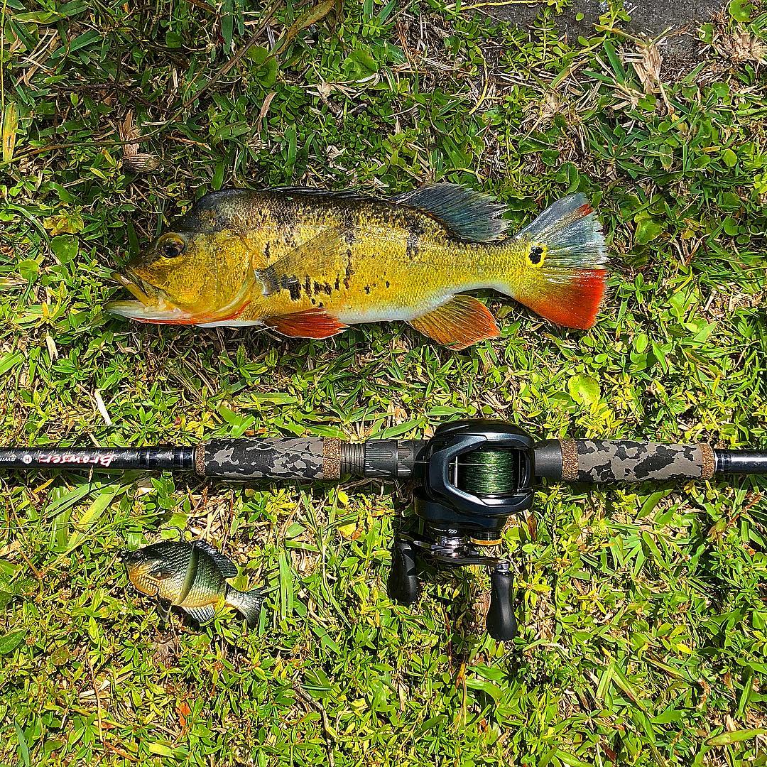 All day long with the  Blue Gill swim bait and the browser rod.