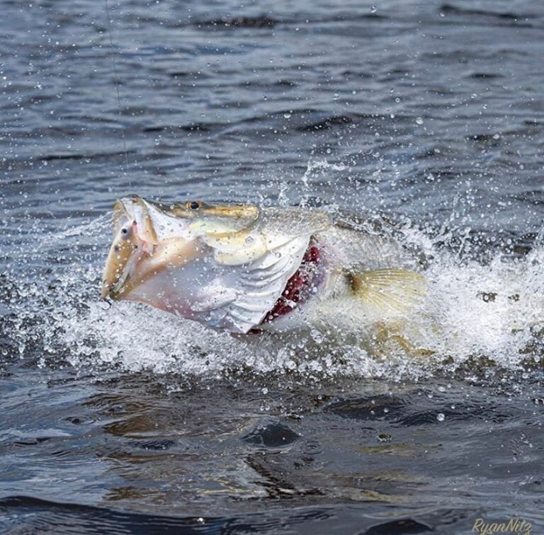 @ryannitz nothing puts up a fight like a snook!

DM / tag us in your pics!
Don’t…