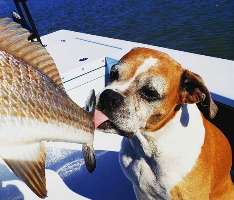 @licking_tails always gotta kiss the fish before you release

DM / tag us in yo…