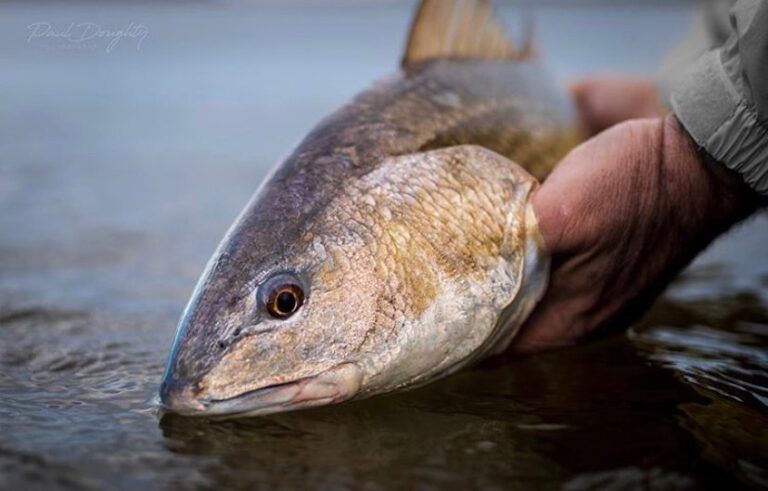 @pauldoughtyphotography when the redfish gives you the stink eye until you’re do…