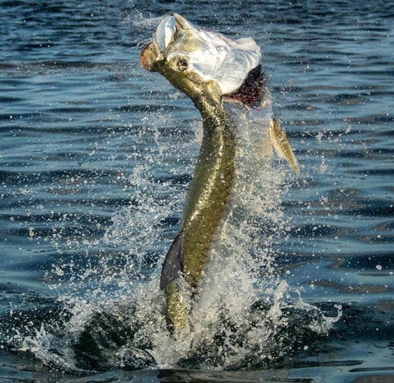 What’s better than feeling that bite hit and seeing a nice tarpon jump? @captnic…