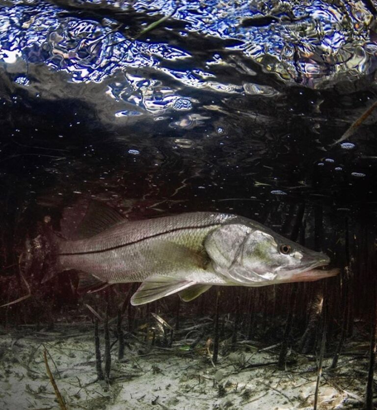 @sport_fish_gallery lurking in the mangroves with some snook!

DM / tag us in yo…