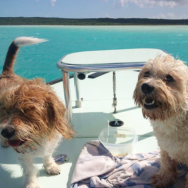 Happy National Dog Day to our two BONAFIDE skiff dogs! Pebbles and Conchpearl lo