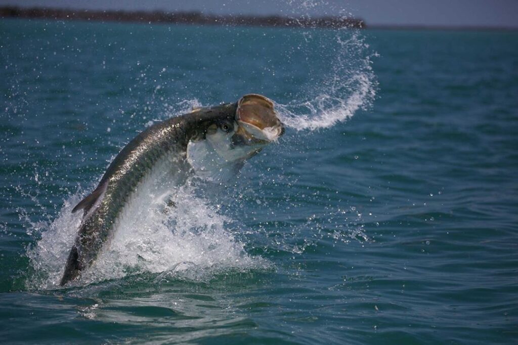 April Tarpon - Another great photo by Capt. Drew Delashmit 
•⁠
•⁠
•⁠
•⁠
•⁠