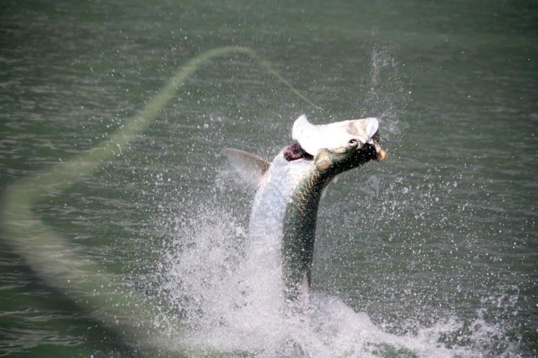 Jumper! // photo by Capt. Aaron Snell from a few years back 
•⁠
•⁠
•⁠
•⁠
•⁠