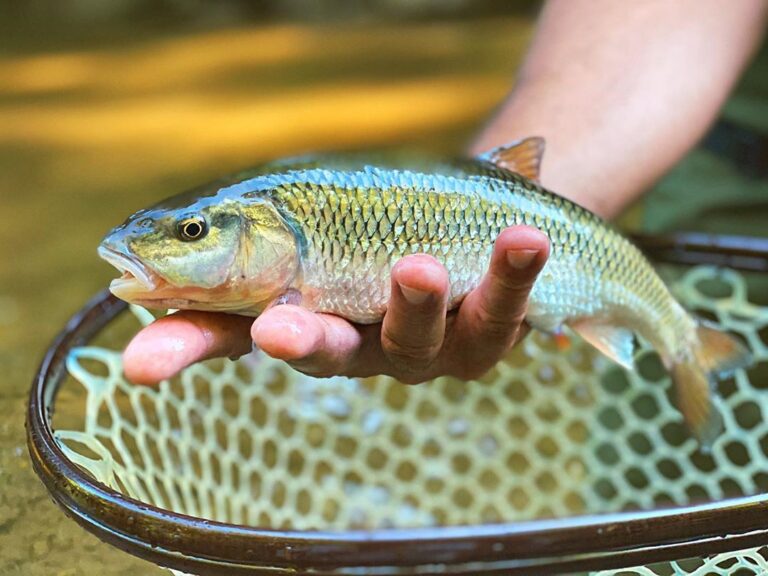 There is a certain beauty about a Chub. I’ve seen some big ones in the Gunpowder