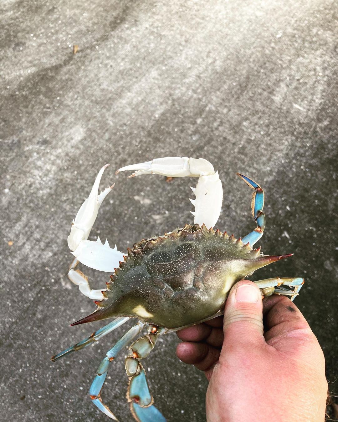 Caught a unique crab this morning in the traps.