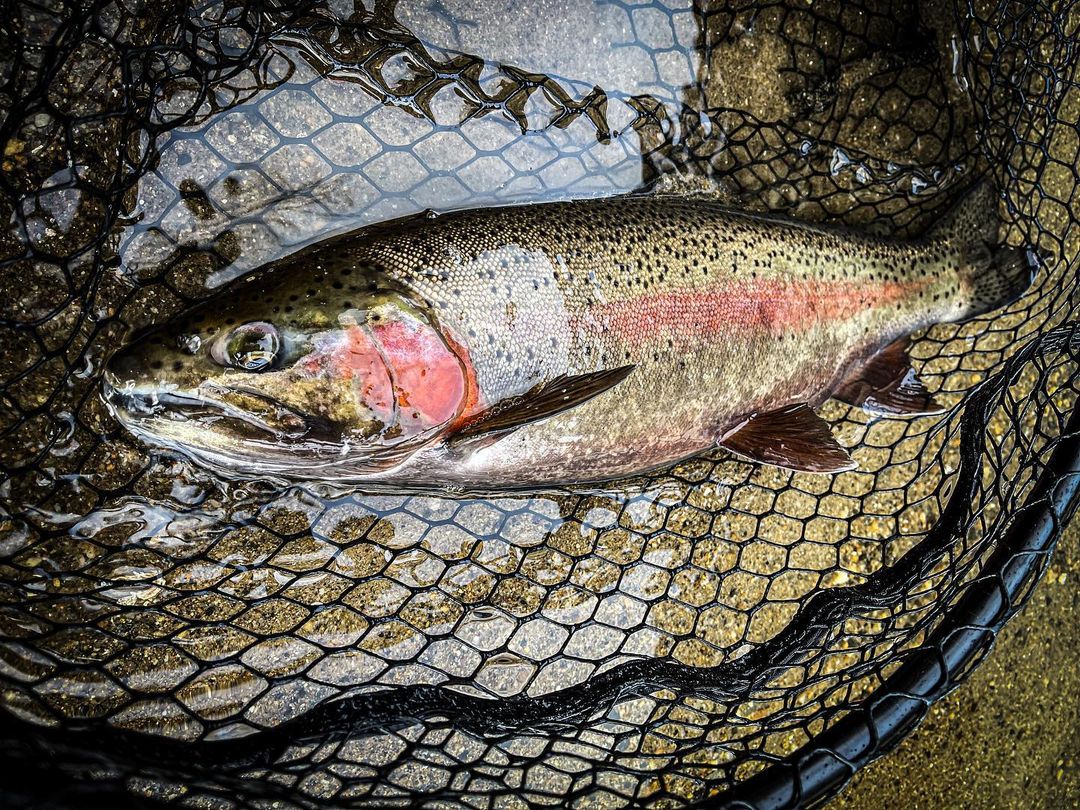 The colors on these fish are incredible!
-
-
-
-
New Video on YouTube every week