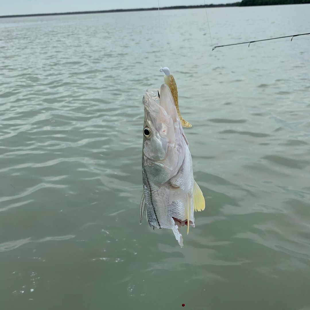 On toothy Tuesday, something took the back off this nice snook!
.
.
Let’s go fis