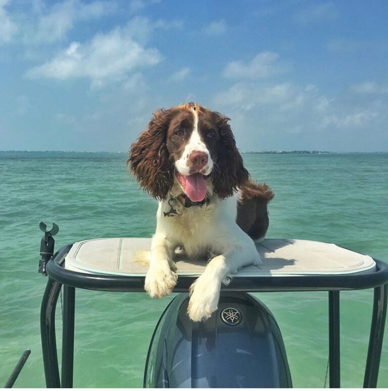 Warm weather and clear sky’s make for a perfect skiff dog Sunday 

: