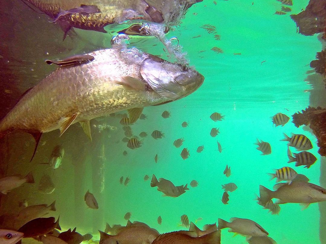 under the pier