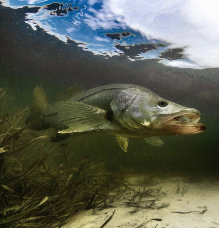 @sport_fish_gallery snook, a personal favorite from the Skifflife crew to catch!