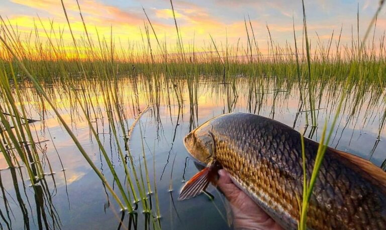 @licking_tails finishing off the long weekend looking at the sunset like… Happ…