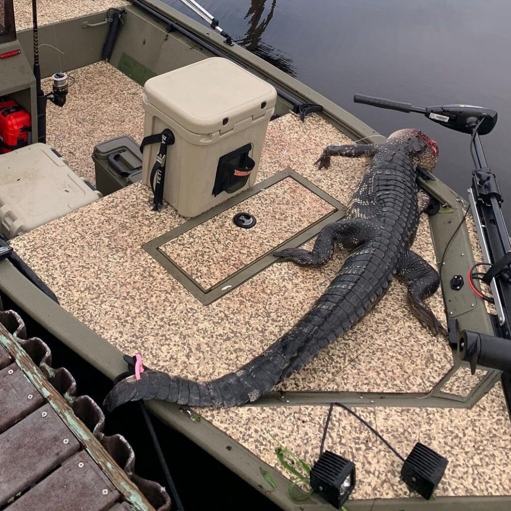 Tis’ the season  Clear the deck for battling lizard beasts with TackleWebs