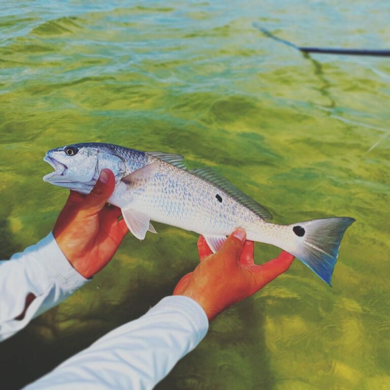 I love the blue in the tails of these nuggets.