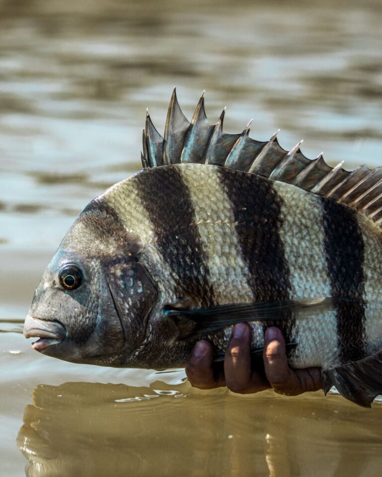 It’s always rewarding to trick a sheepshead into eating a fly.