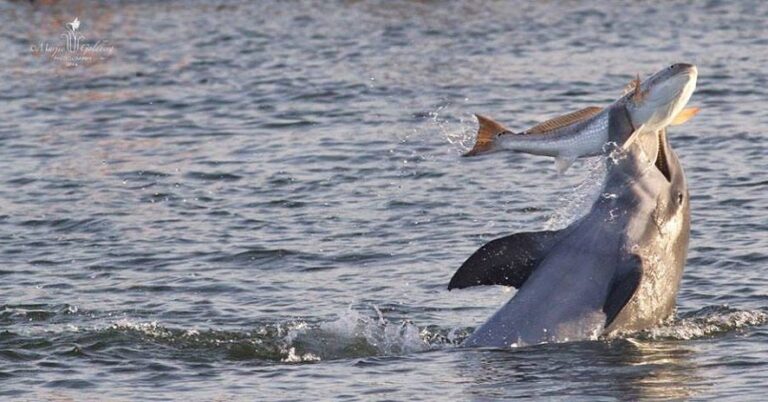 @ Marjie Goldberg-Photography once in a lifetime shot of a dolphin playing with …