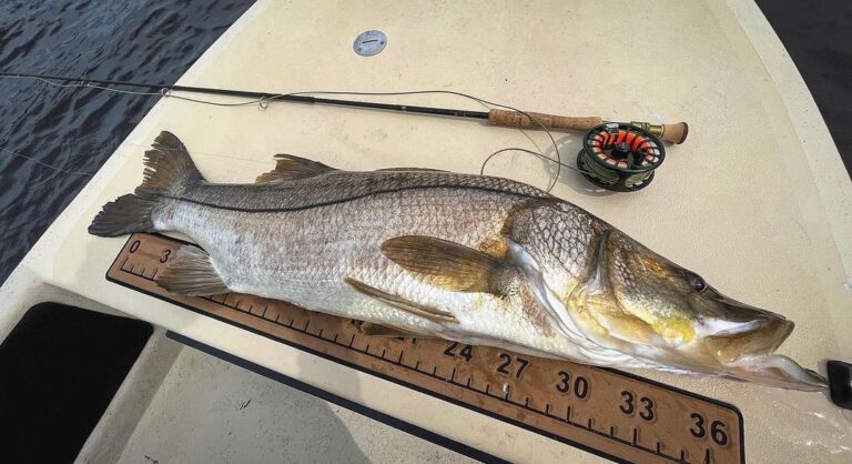 @nwnich does your PB snook top this monster? Comment below!DM / tag us in your…