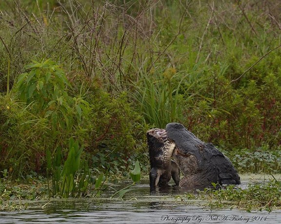 TBT to a Lakeland Gator channeling his inner WWF with an epic GATOR Slam action …