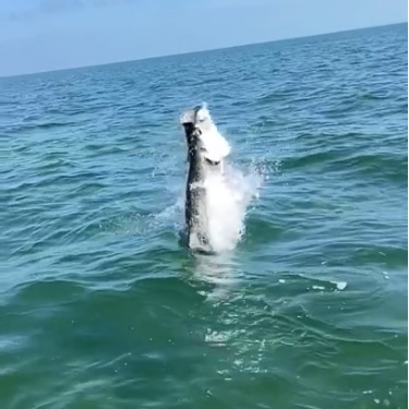 Florida Keys Tarpon Lift Off