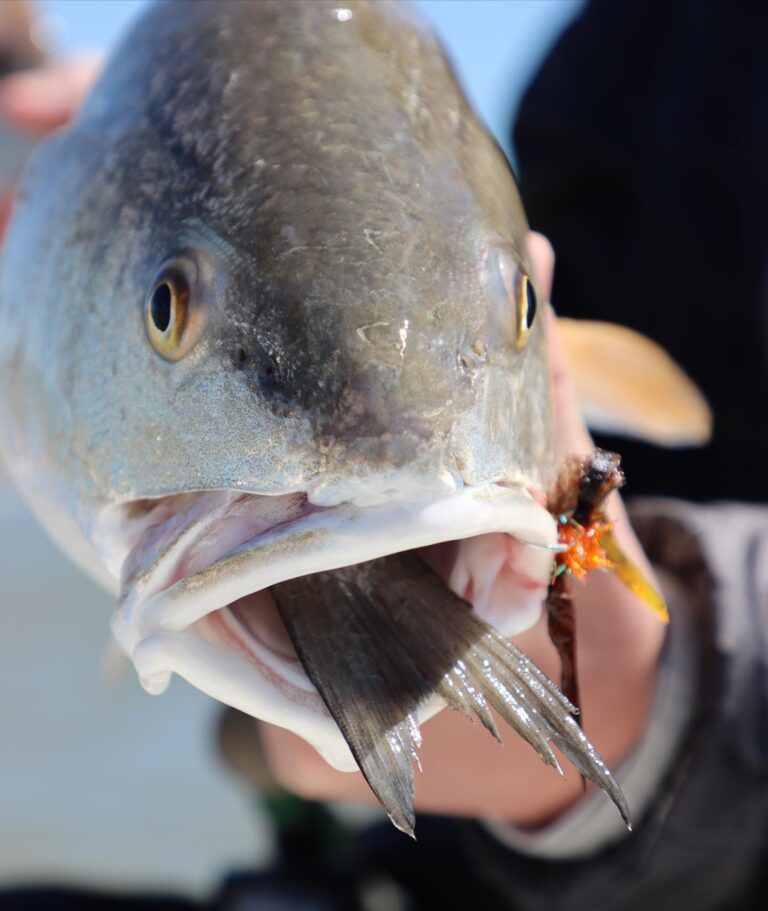 Captain Hungry Redfish!