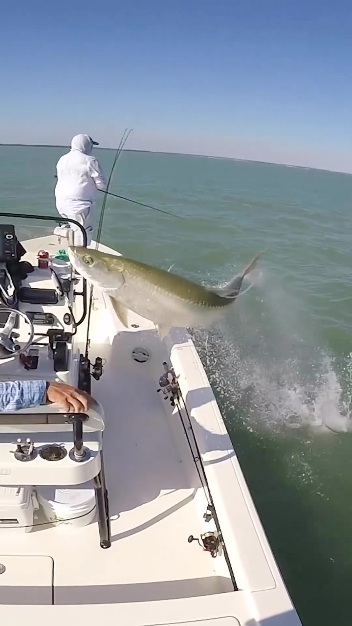 Rocket Poon! A close call and KILLER video captured a Tarpon Launch OVER the boat…